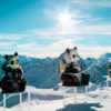 BÂ LE PANDA – Image 11