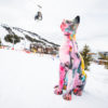 Chat Bastet – Image 4