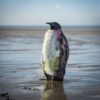 BOB LE PINGOUIN – Image 9
